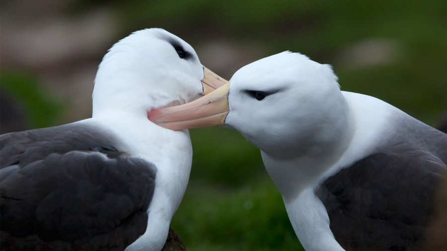 Black-browed Albatross | Facts, pictures & more about Black-browed