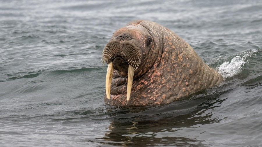 Poolepynten &amp; Ymerbukta