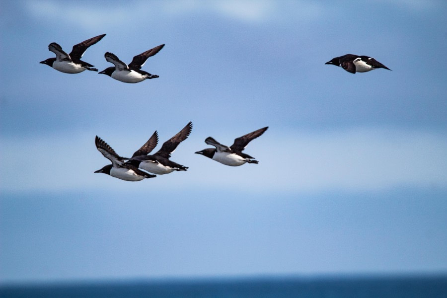 Raudfjorden - Hamiltonbukta &amp; Ayerfjorden