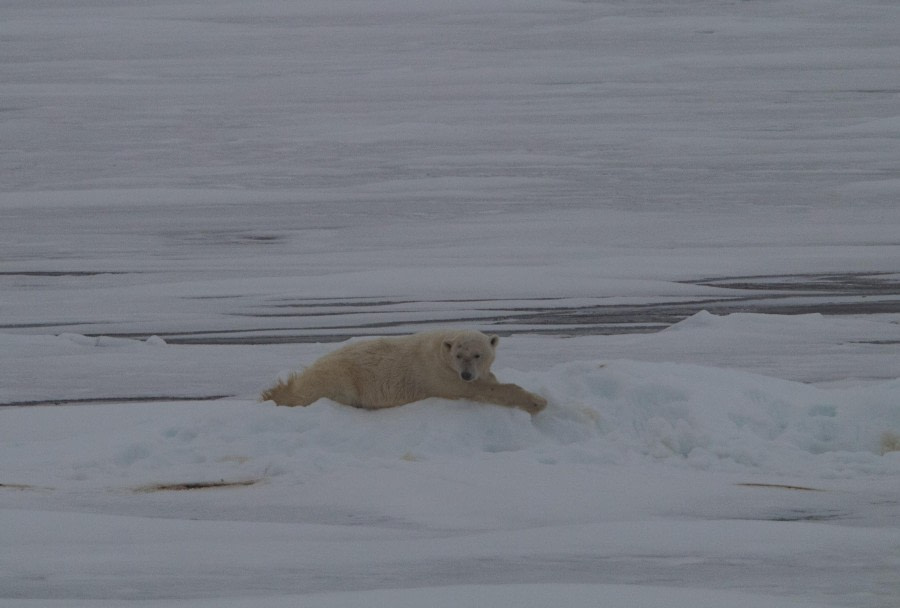 Phippsoya &amp; pakijs