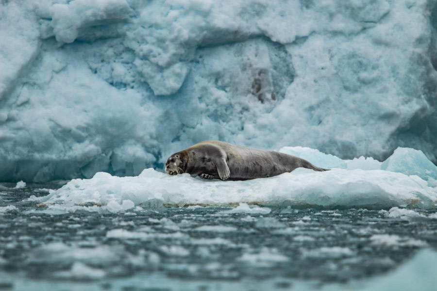 Liefdefjorden - Texas Bar &amp; Monacobreen