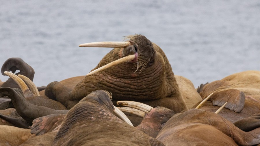 Poolepynten (am) en Gjertsenodden (St. Jonsfjorden) (pm)