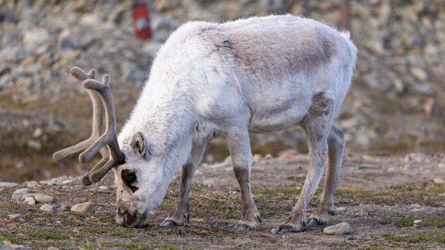 Inscheping - Longyearbyen, Spitsbergen