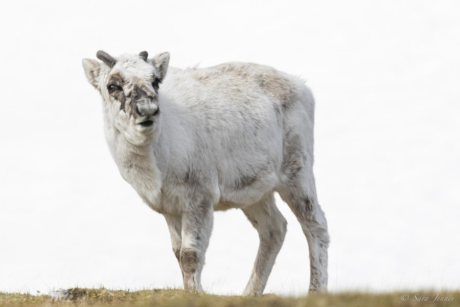 Alkhornet &amp; Ymerbukta
