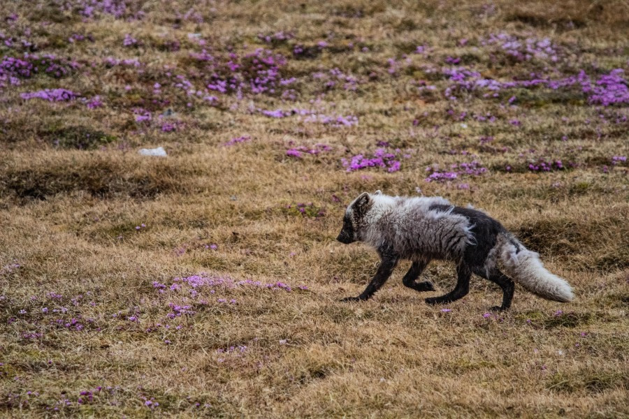 Hornsund - Gåshamna en Gnålodden