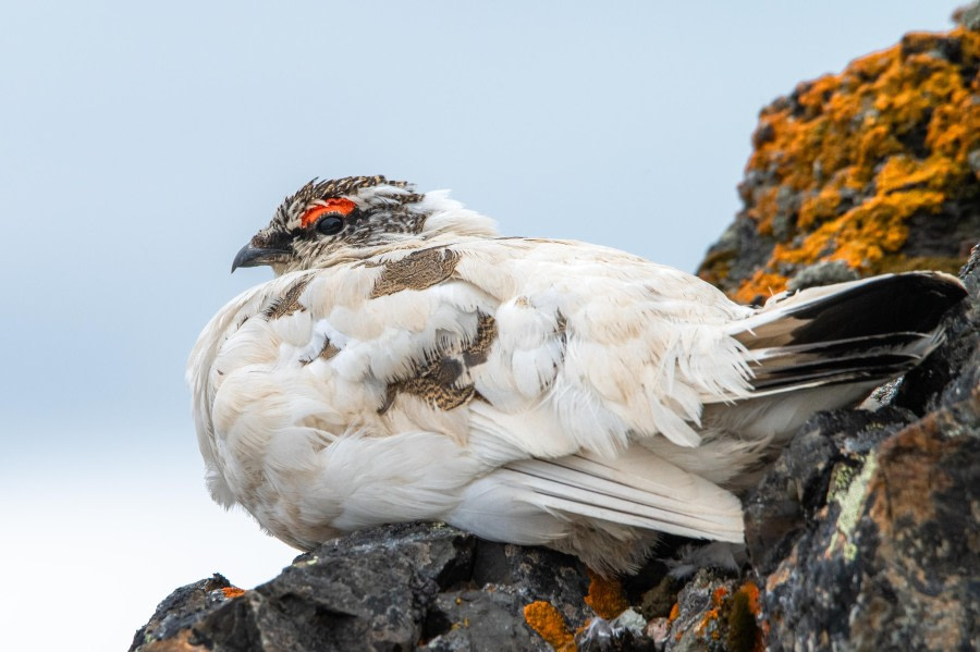 Texas Bar &amp; Monacobreen