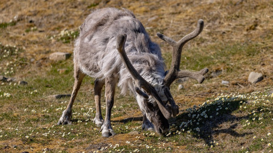 Inscheping - Longyearbyen, Spitsbergen