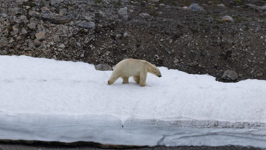 Texas Bar (am) en Monacobreen (pm) - Liefdefjorden