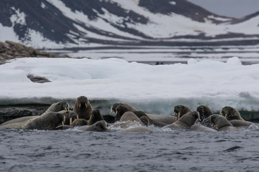 Phippsøya (am) en Parryøya (pm) - Sjuøyane