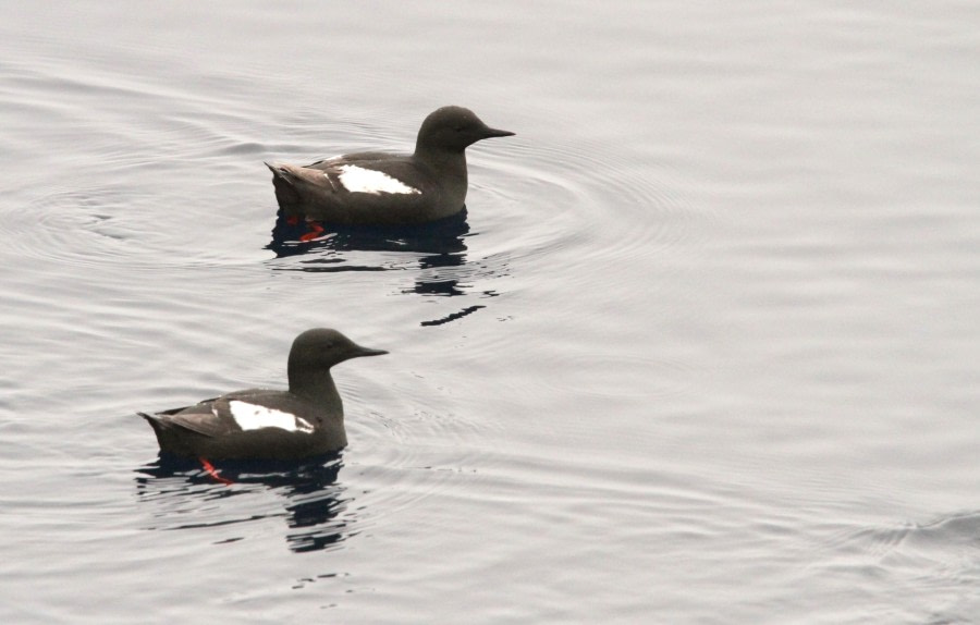 Drijvend pakijs rond 81° NB