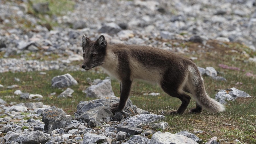 Hansbukta (am) en Gnålodden (pm)
