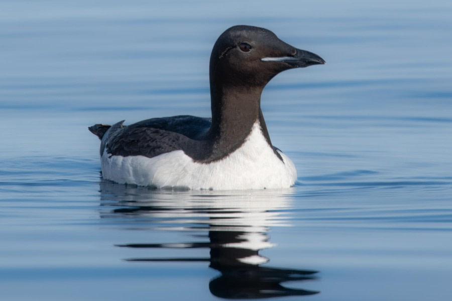 Straat van Hinlopen - Alkefjellet en Torellneset