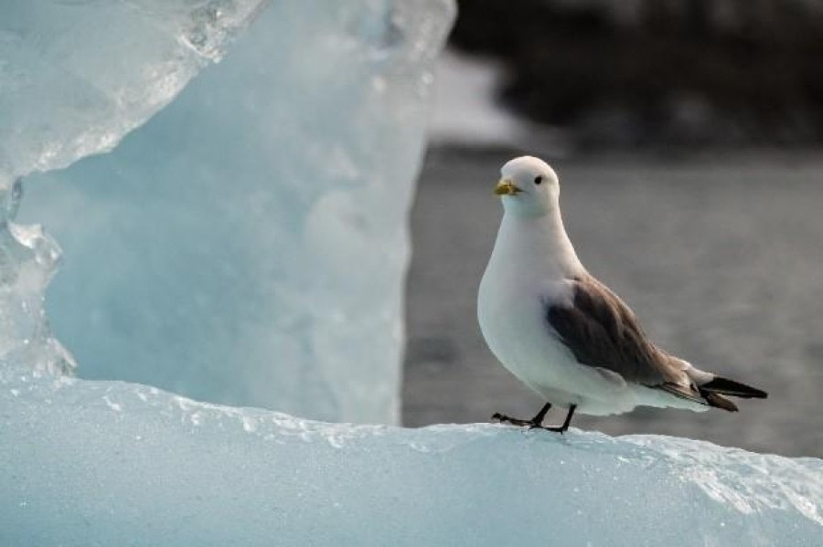 Burgerbukta &amp; Treskélodden