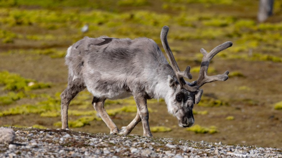 Lillehöökfjorden (am) en Ny Ålesund (pm)