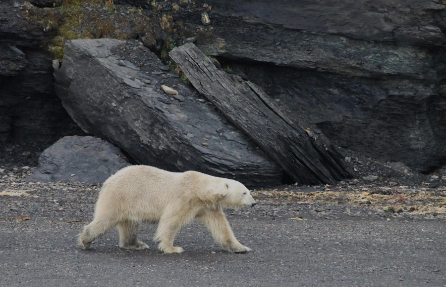 Bamsebu en Recherchebreen
