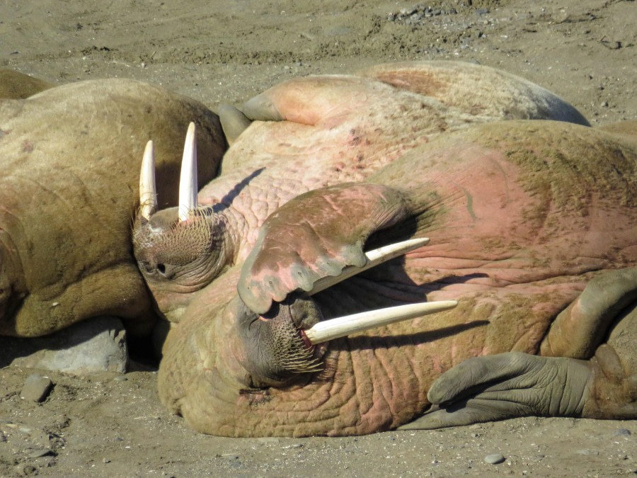 Sundneset &amp; Kapp Lee