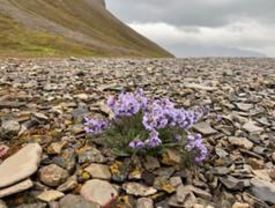 Bjørnhamna &amp; Skansbukta