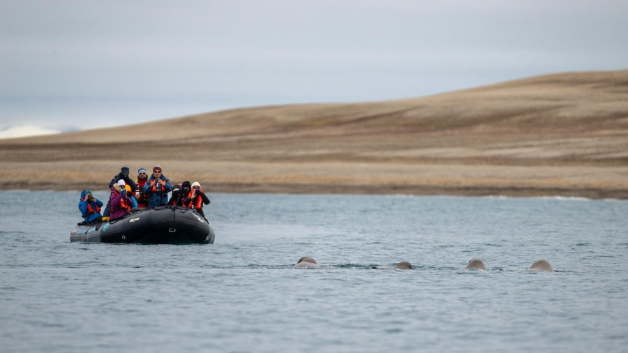 Torellneset &amp; Brasvellbreen