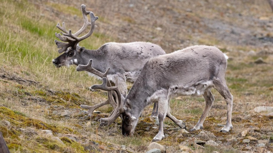 Inscheping - Longyearbyen, Spitsbergen