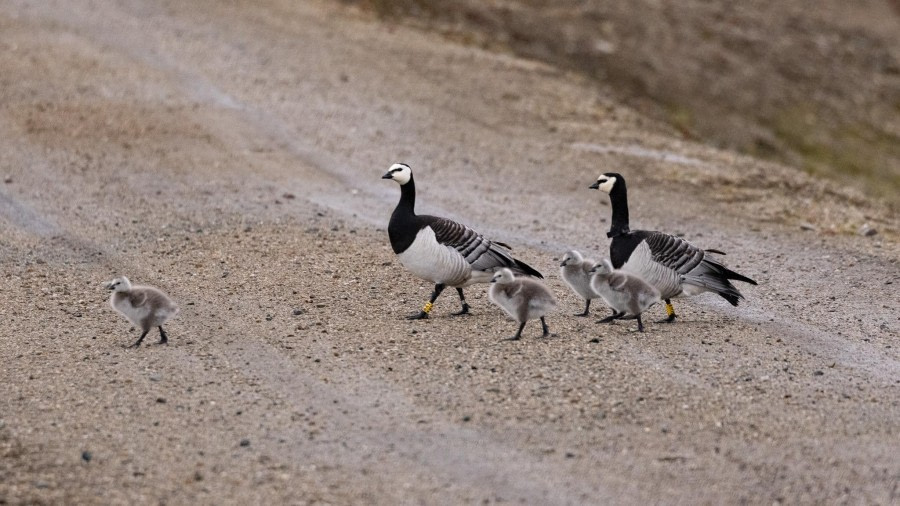 Krossfjorden (am) en Ny Ålesund (pm)