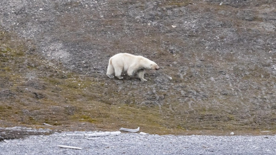 Faksevågen, Hinlopenstretet (am) en Alkefjellet (pm)