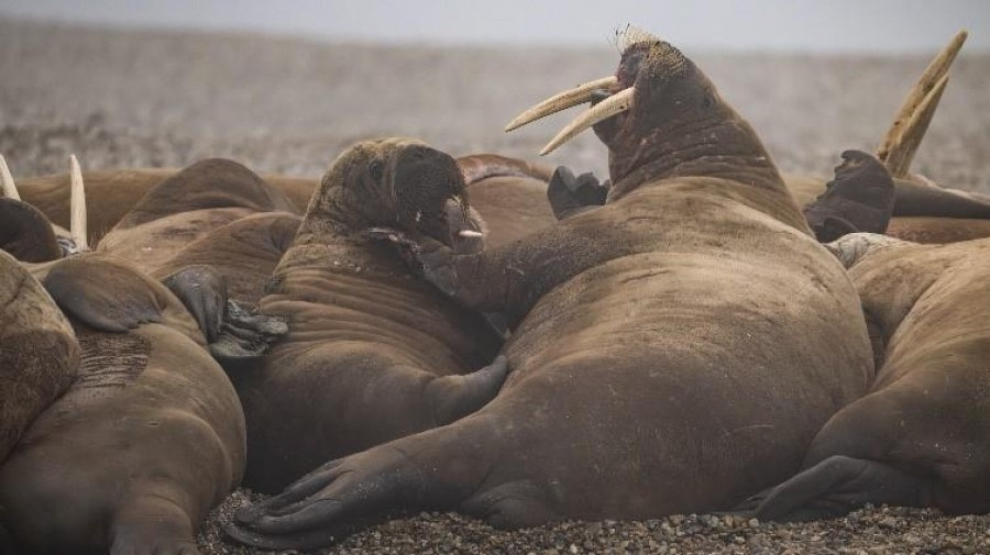 Torellnesset &amp; Bråsvellbreen