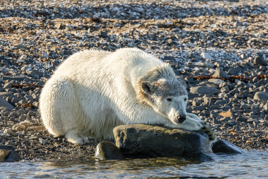 Alkefjellet &amp; Straat van Hinlopen