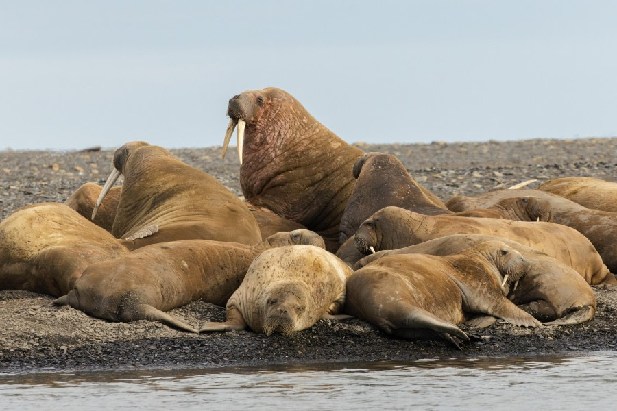 Kapp Waldburg &amp; Kapp Lee