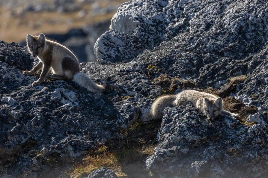 Bamsebu &amp; Ingeborgfellet