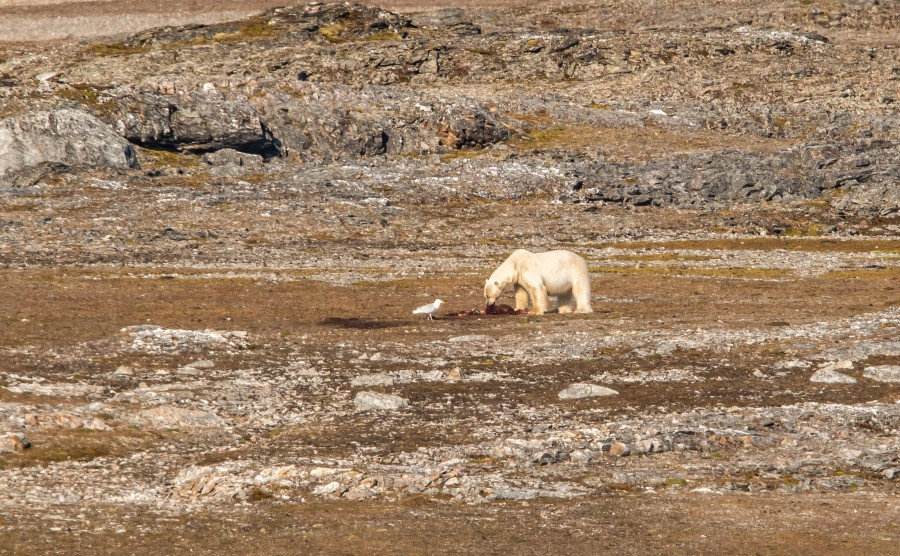 Lilliehöökbreen en Ny Ålesund