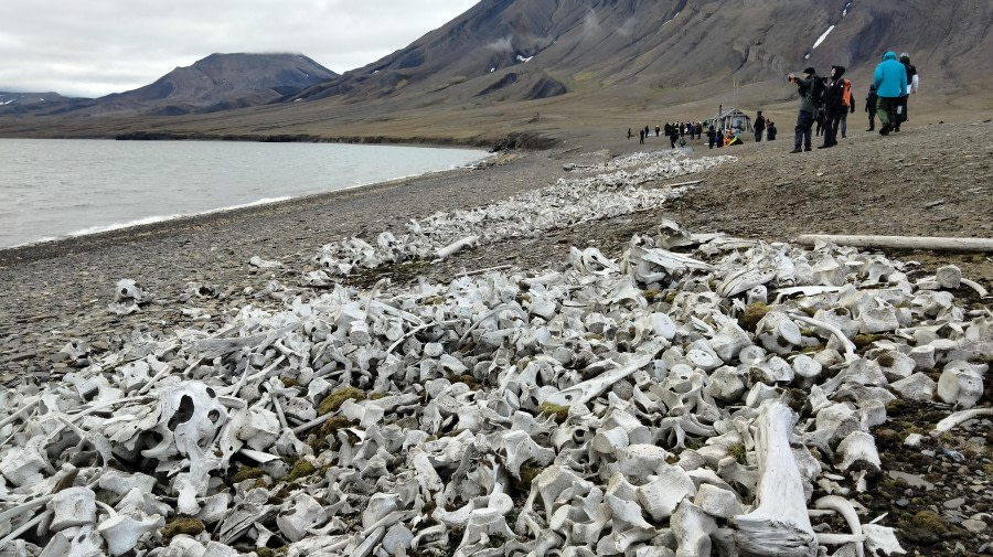 Bamsebu &amp; Nathorstbreen