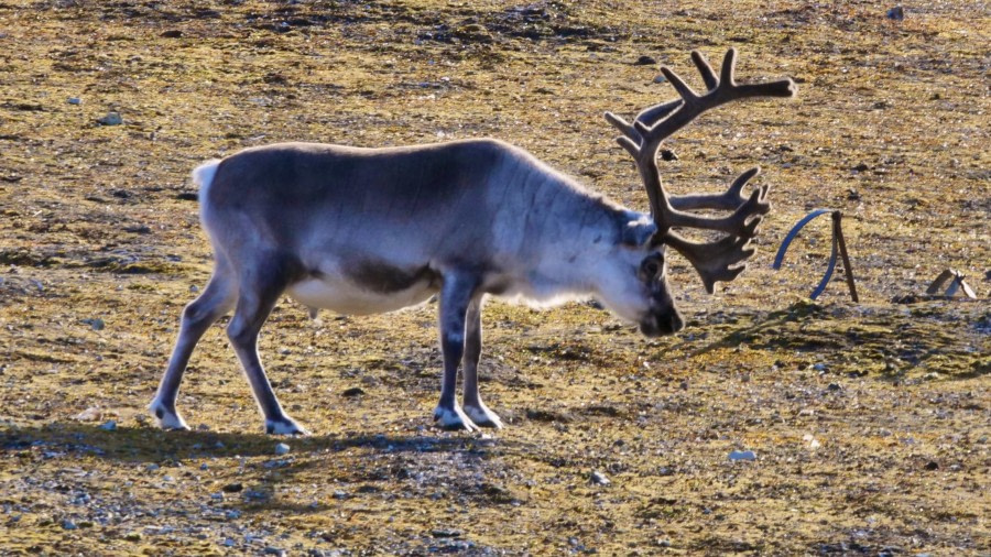 Fjortende Julibukta en Ny Ålesund