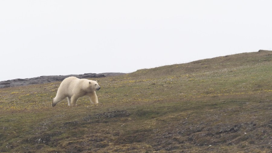 Kapp Waldburg en Sundneset