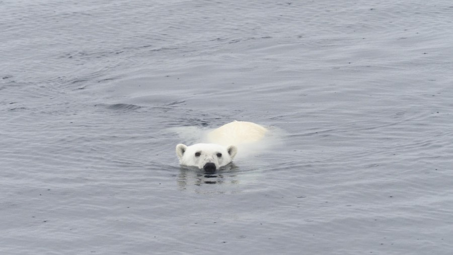 Op zee naar Groenland, in het pakijs