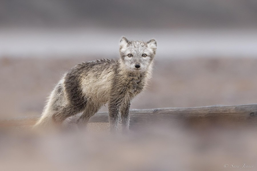 Haastige inham en Ittoqqortoormiit