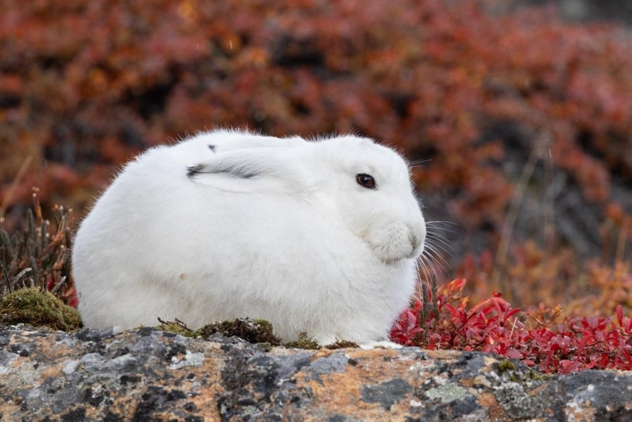 Rypefjord (Rypenaes) &amp; Øfjord
