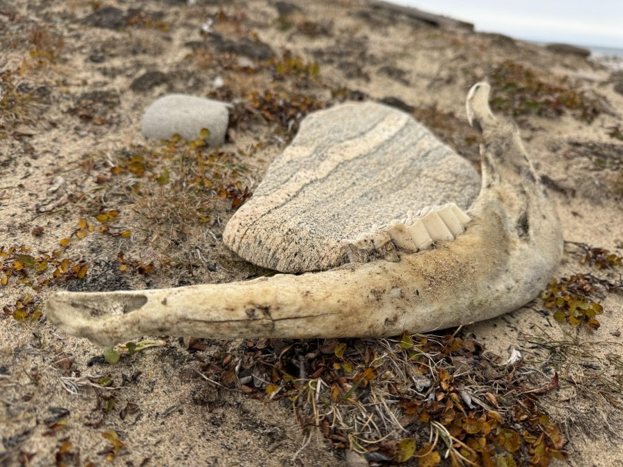 Jameson Land (Flakkerhuk) en Ittoqqortoormiit