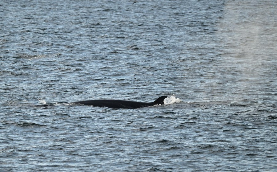 Op zee naar de Falklandeilanden