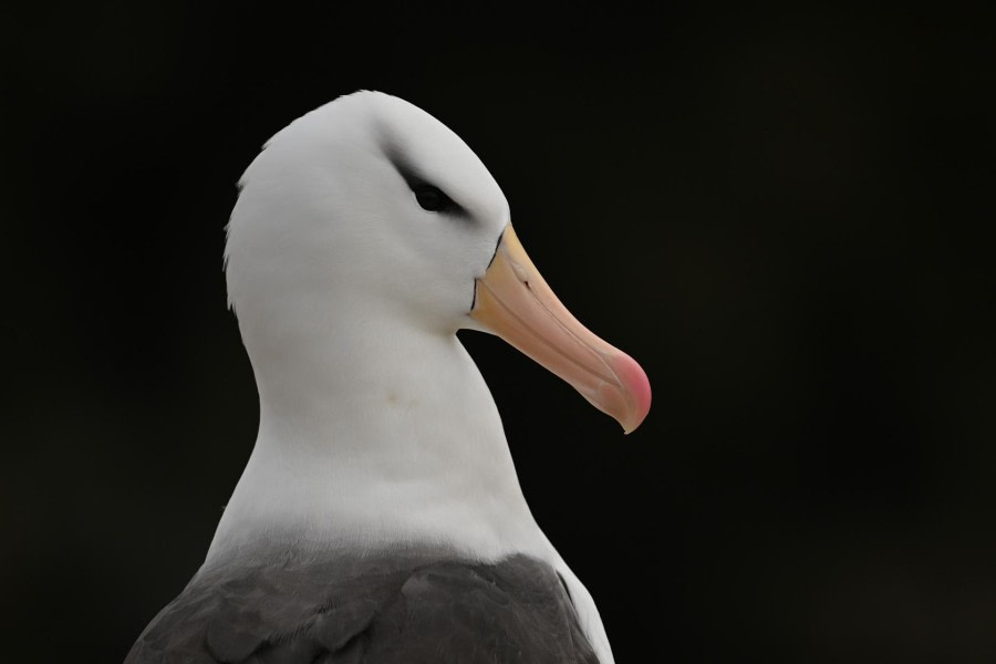 Nieuw eiland, Falklandeiland