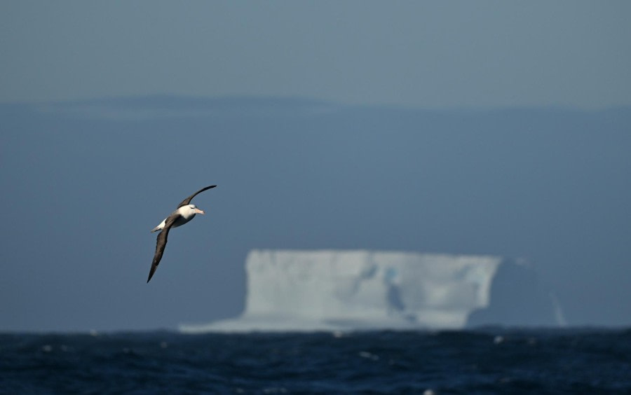 Op zee naar South Georgia
