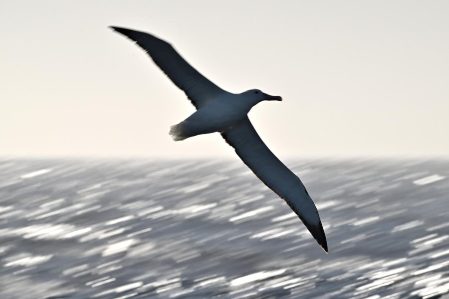 Drake Passage naar Ushuaia