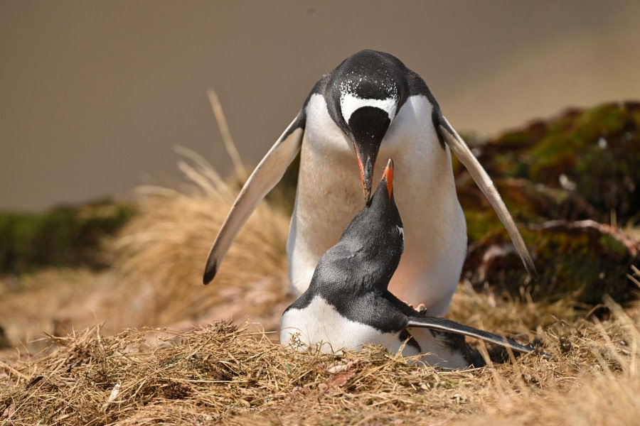 Herculesbaai, Stromness en Grytviken