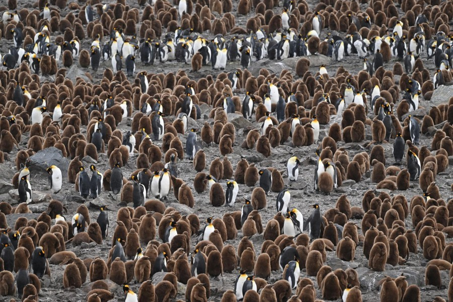 Godthul en St Andrews Bay