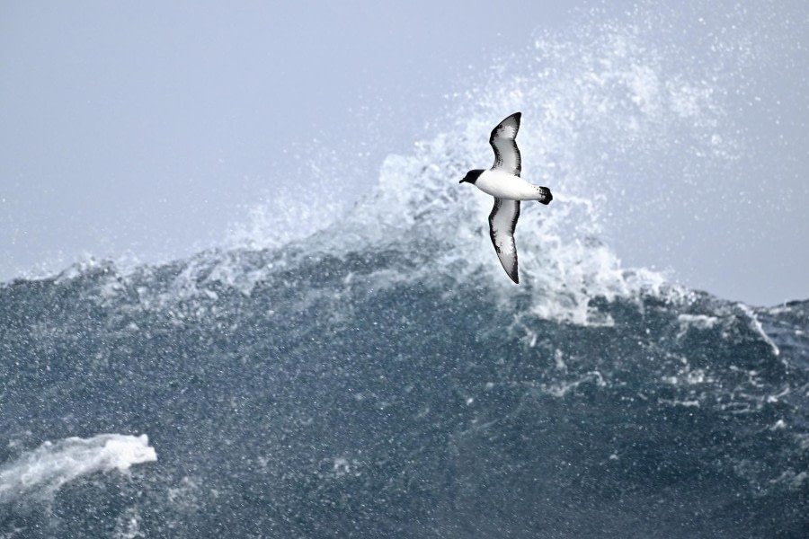 Op zee naar Olifanteneiland
