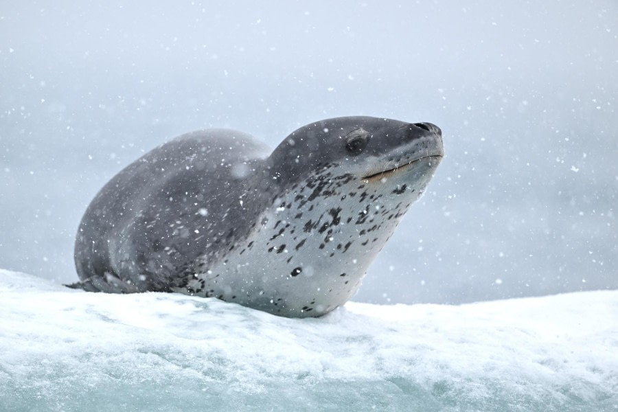 Pinguïneiland en Three Sisters Point