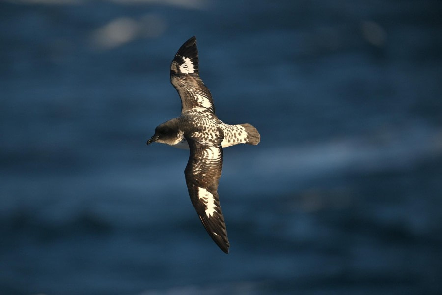 Drake Passage naar Ushuaia