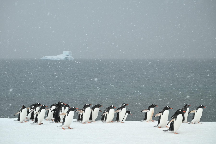 Yankee Harbour en Deception Island