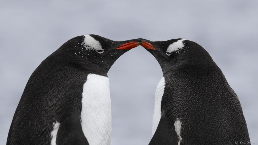 En mer, passage Drake et île de la Déception.