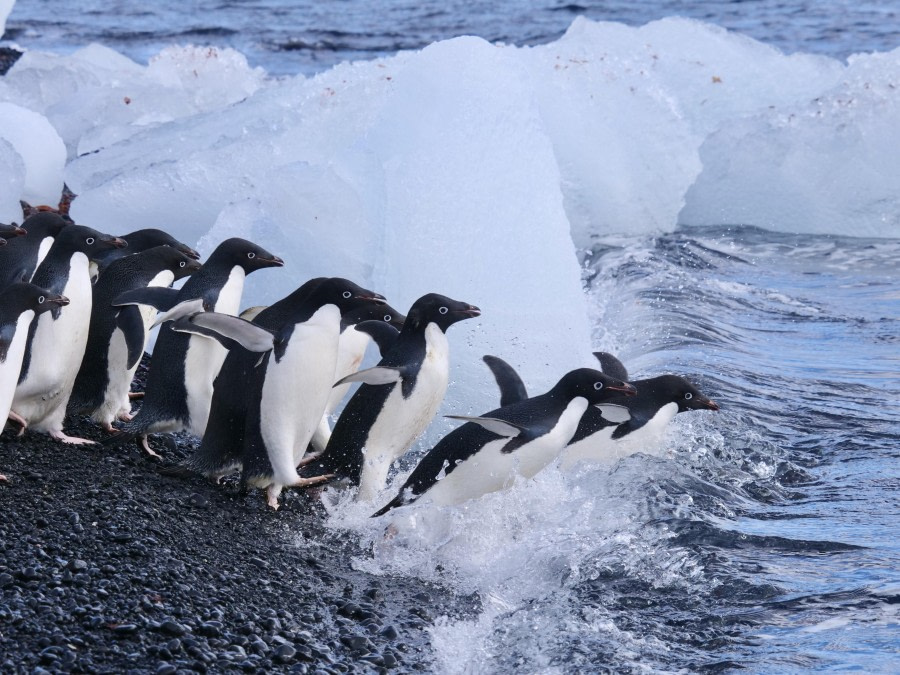 Antarctic Sound & Brown Bluff