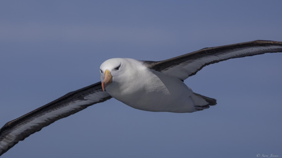 At sea, Drake Passage